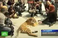 Тигры примут участие в постановке балета