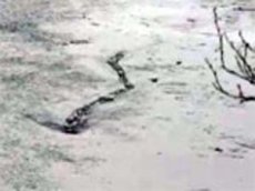 В Исландии сняли на видео водное чудовище