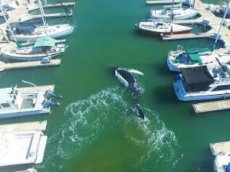 10-метровый кит застрял в гавани Вентура