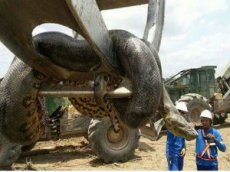 В Бразилии обнаружена змея чудовищных размеров