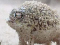 Африканская лягушка шокирует врагов внешним видом и голосом