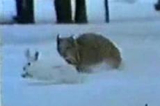 Бешеные гонки, или Как рысь осталась без завтрака