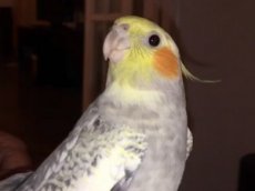 Попугай научился напевать рингтон iPhone
