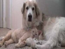 Кошка с собакой — лучшие друзья