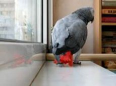 Попугай поет песню Ани Лорак