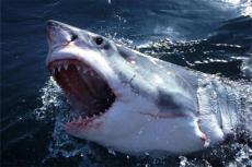 Акула устроила переполох в Британии