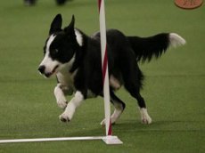 Самая ловкая собака покоряет пользователей сети