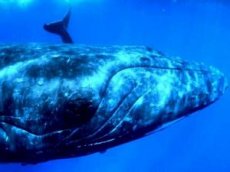 Прыжок 40-тонного горбатого кита
