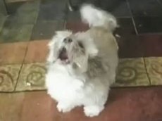 Эмоциональный песик стал новой интернет-сенсацией