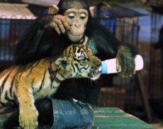 Шимпанзе усыновила тигрят
