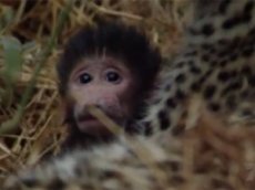 Самка леопарда стала мамой детенышу бабуина