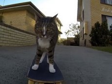 Ролик с кошкой-скейтбордисткой стал хитом в Сети