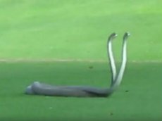 На поле для гольфа подрались ядовитые змеи
