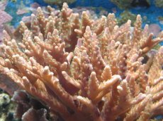 Ученые записали видео с «танцующими» кораллами