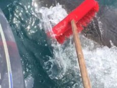 Рыбак отогнал огромную акулу с помощью швабры