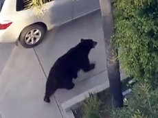 Американец столкнулся с медведем на улице