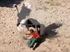 В Пензенском зоопарке страус напал на сотрудника
