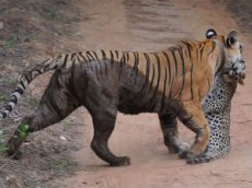 Туристы засняли кровавую схватку тигрицы и леопарда
