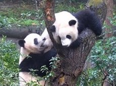 Панды подрались за право первой залезть на дерево