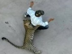 На оживленной улице в Индии леопард напал на мужчину