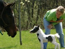 Самую маленькую в мире лошадку зовут … Эйнштейн!