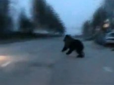 В Нижневартовске в детский сад пришел медведь