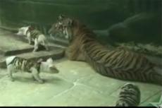 Тигрица усыновила поросят