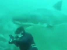 Белая акула пыталась откусить голову дайверу