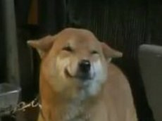 Улыбающаяся собака