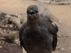 В Австралии обнаружили птицу-лазер