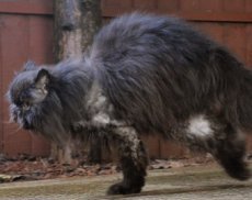 Кот-инвалид научился ходить на двух правых лапах