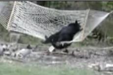 Дикий медведь распугал туристов и забрался в гамак