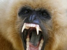 Гиббоны поют "как в опере"