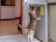 Ограбление котами холодильника сняли на видео