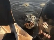 Крокодил «взял на абордаж» лодку с рыбаками