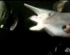 Японцы впервые сняли на видео акулу с двойной челюстью