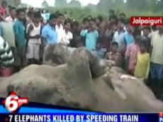 В Индии машинист-лихач сбил товарным поездом семь слонов