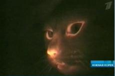 Южнокорейские генетики клонировали кошек, животные засветились в темноте