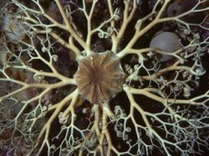 Рыбак из Сингапура поймал инопланетянина