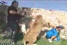 На репортера во время съемок напал лев
