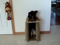 Собака кушает … в собственном кресле!