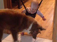 Собака научила младенца прыгать