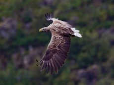 Россиянин с помощью дрона снял на видео охоту орлана-белохвоста