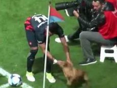 В Аргентине пес во время матча отобрал у футболистов мяч