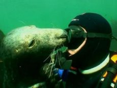 Дайвер поделился видео, где его обнимает тюлень