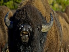 Бизон напал на женщину в национальном парке Йеллоустоун
