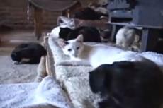 Королевский приют для бездомных животных