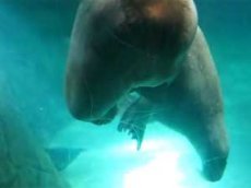 Морж устроил эротическое шоу в зоопарке