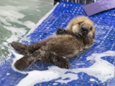 Детеныш бобра стал звездой в интернете