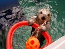 Выдра играет в баскетбол